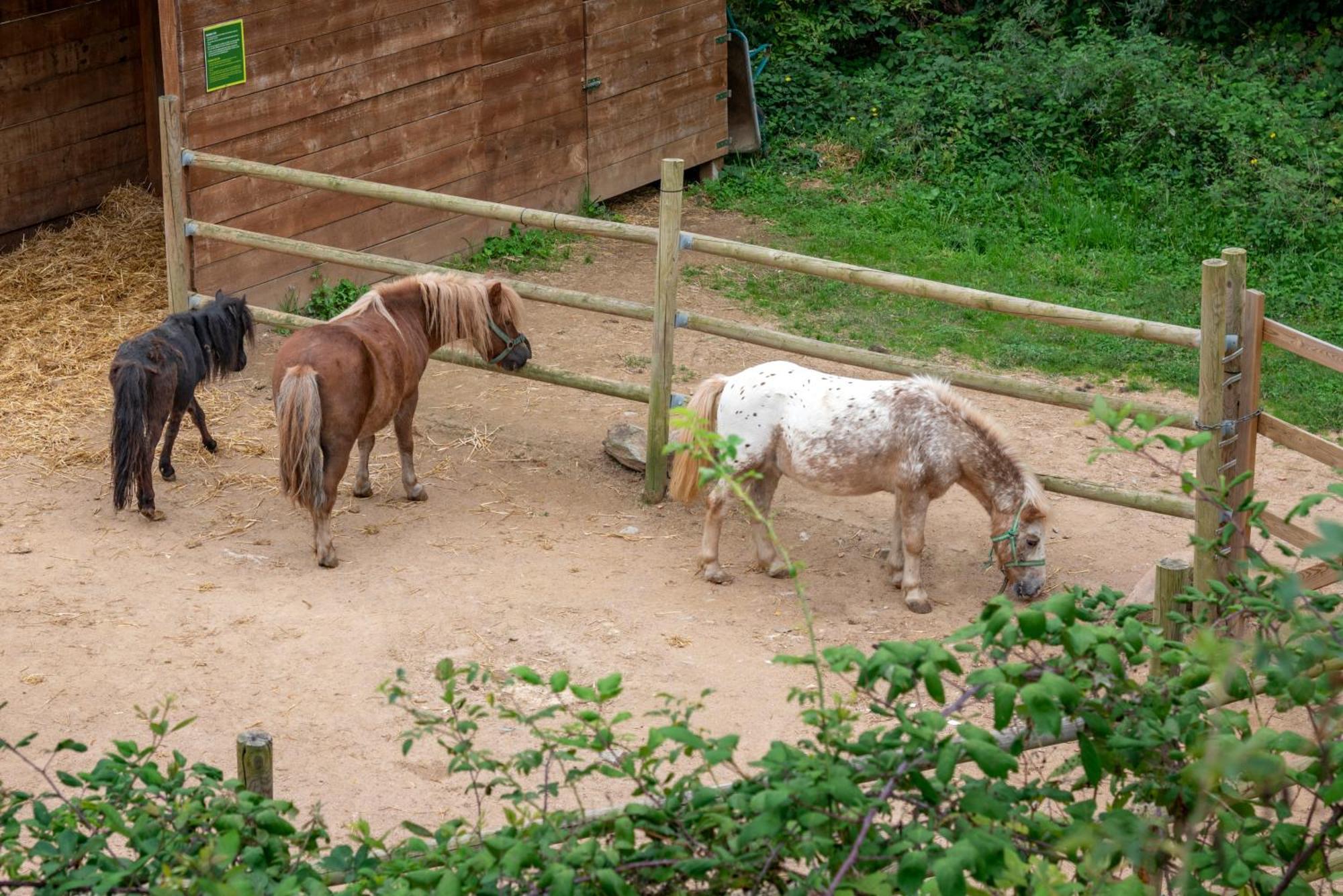 Vilar Rural De Sant Hilari Sacalm By Serhs Hotels Bagian luar foto